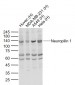 Neuropilin 1 Rabbit pAb
